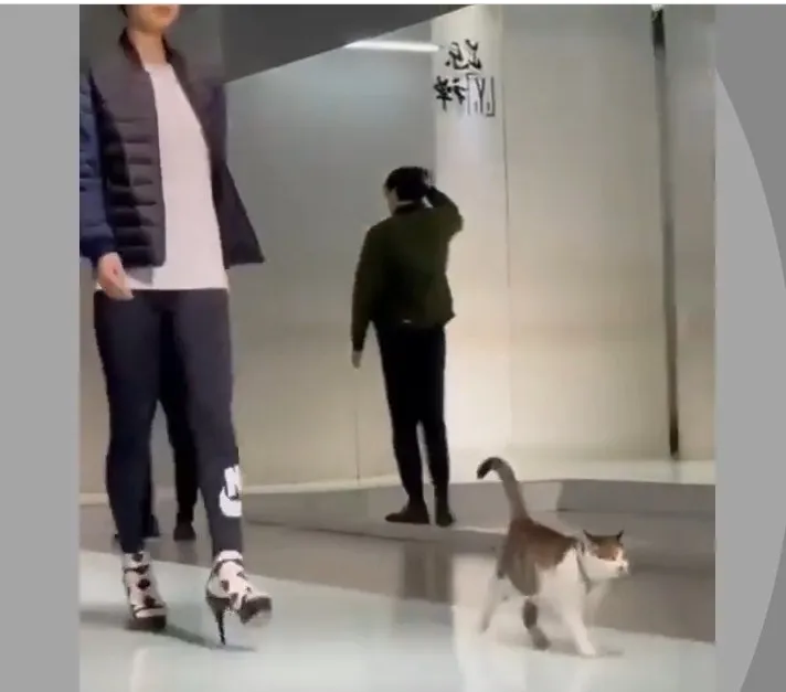 Cute cat shown real catwalk