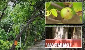 Manchineel: The 'Deadliest Tree In The World! Even the Guiness book of world Records claims it! 