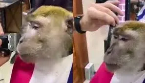 Monkey visits barber shop to get a shave in viral video , leaves internet in splits – Watch !