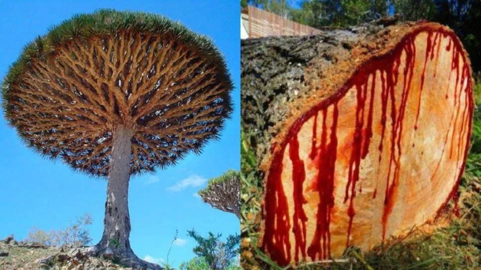 Internet
Dragon Blood Tree