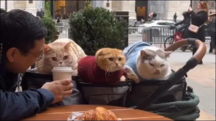 A man takes his three cats out for coffee in New York City, and the sweet video becomes viral.